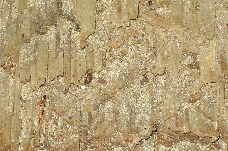 The result of an infestation by termites is an expensive repair to the building structure.